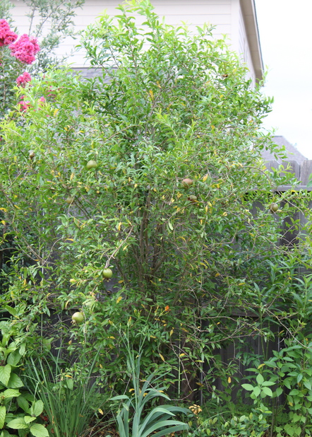 pomegranate