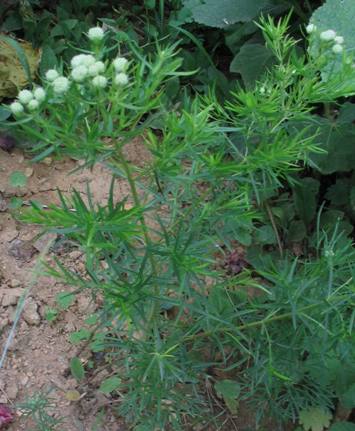 slender mountain mint