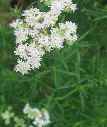 Pycnanthemum tenuifolium