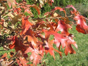 Quercus rubra