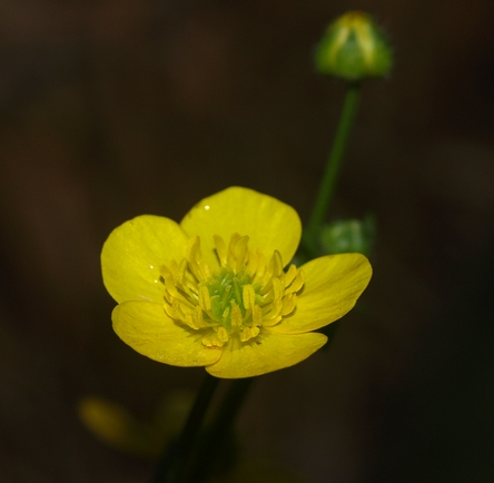 creeping buttercup