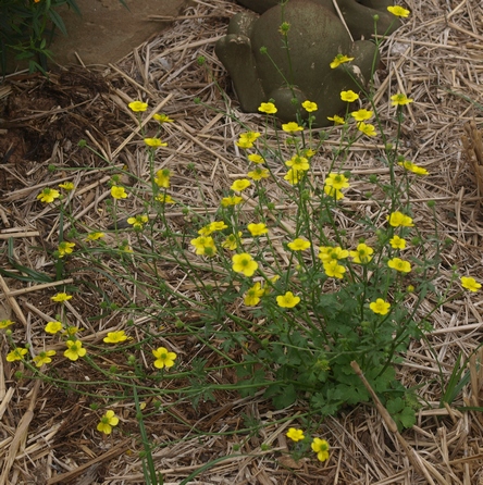 Ranunculus repens