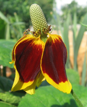 showy grey-head prairie coneflower