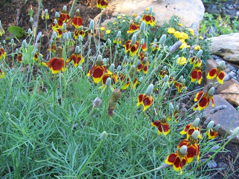 Ratibida columnifera f. pulcherrima