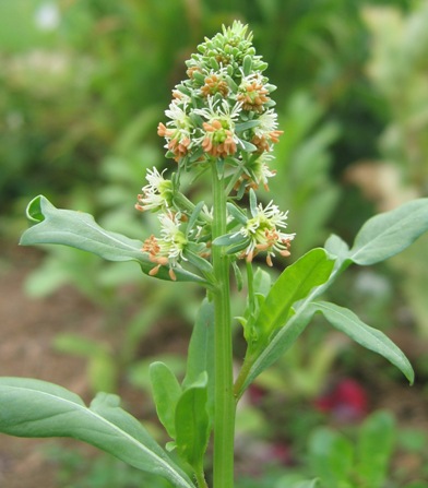 Reseda odorata