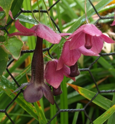 purple bell vine