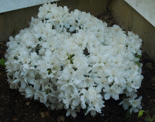 Rhododendron 'Delaware Valley White'