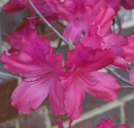 Rhododendron x 'Judge Solomon'