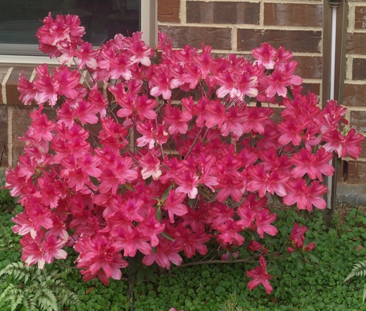 Rhododendron x 'Judge Solomon'