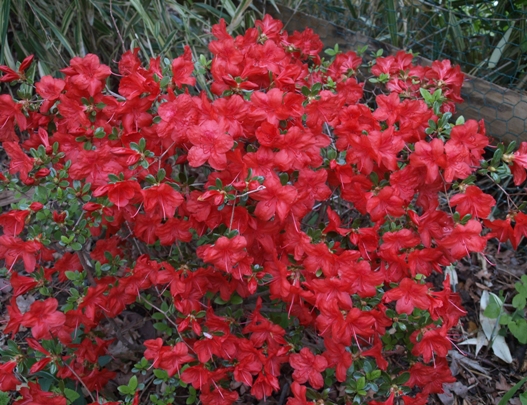 Rhododendron x azalea Gable hybrid 'Stewartsonian'