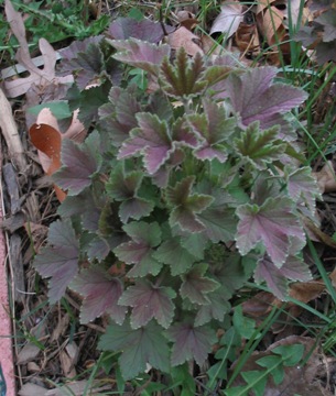 Ribes rubrum