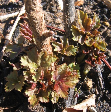 American red currant