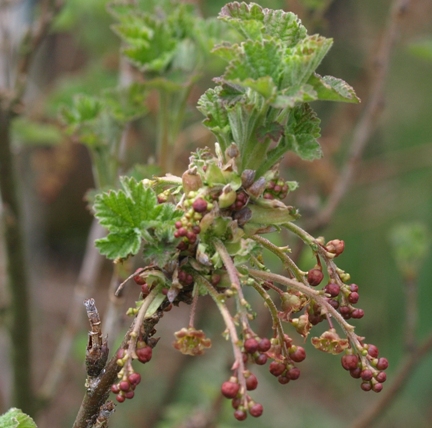 Ribes rubrum