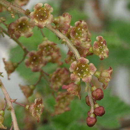 Ribes rubrum