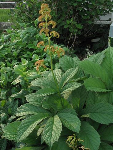 Rodgersia aesculifolia