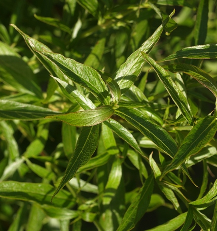 Panama rose; bush penta