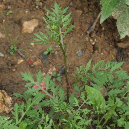 creeping yellow cress