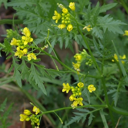 Rorippa sylvestris