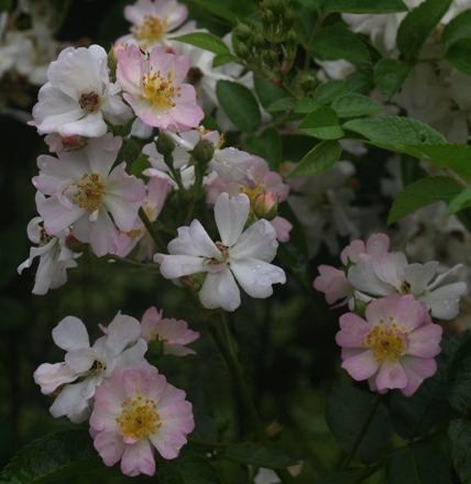 polyantha rose