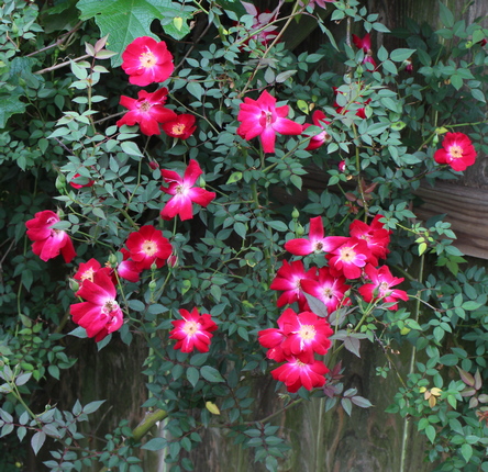Rosa 'Speedy Gonzalez'