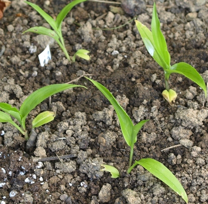 Roscoea auriculata