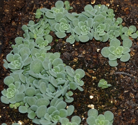Rosularia globulariifolia