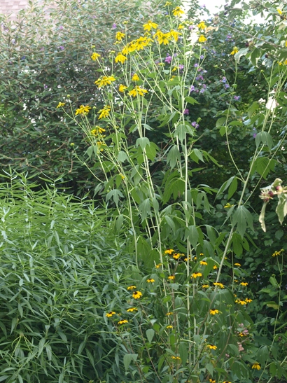 cutleaf coneflower; tall coneflower