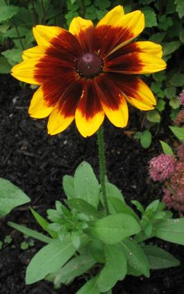 gloriosa daisy; black-eyed susan