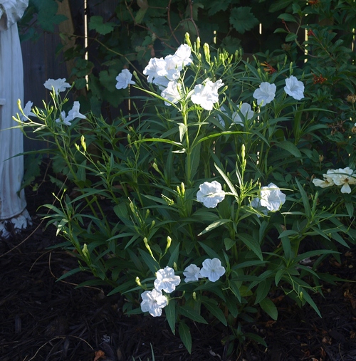 Ruellia simplex 'Mayan White'