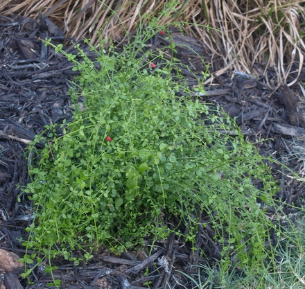 scarlet firecracker plant; coral plant