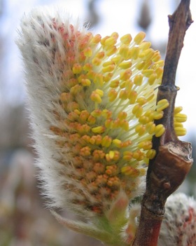 Salix discolor