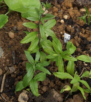 Salvia azurea