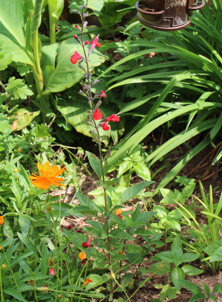 eyelash-leaved sage