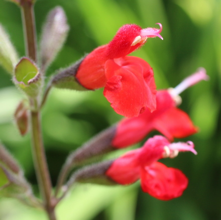 Salvia blepharophylla