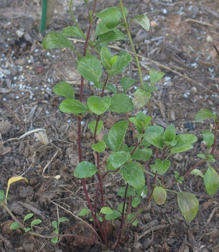 Salvia buchananii