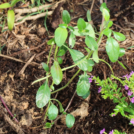 Salvia buchananii