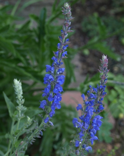 Salvia dumetorum