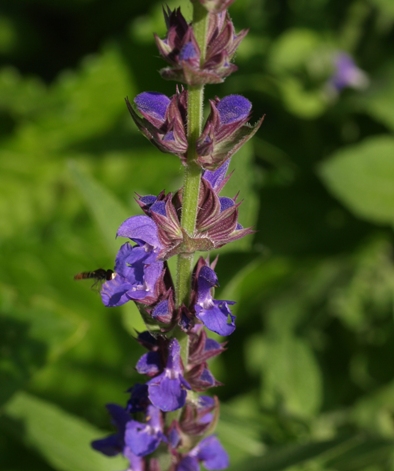 Siberian sage