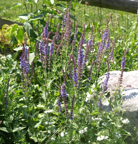 Salvia dumetorum