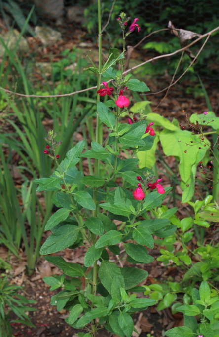 autumn sage