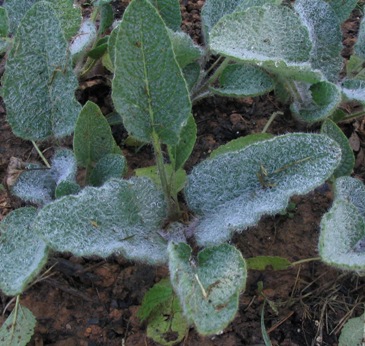 Salvia indica
