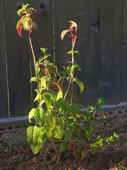 rosebud salvia