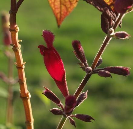 rosebud salvia