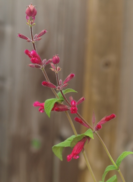 Salvia involucrata