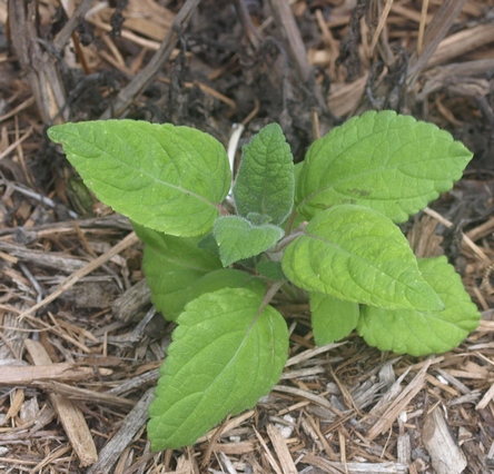 Salvia involucrata