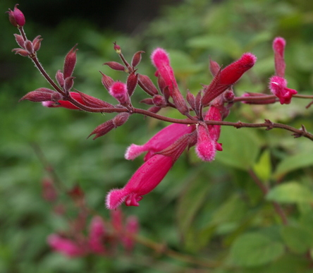 rosebud salvia