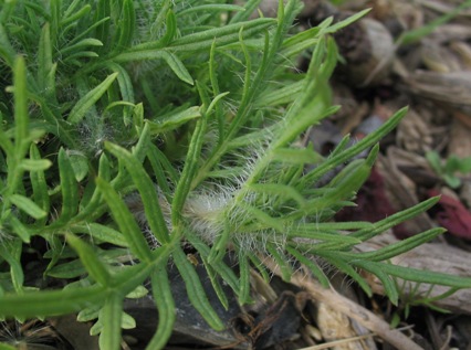 Salvia jurisicii