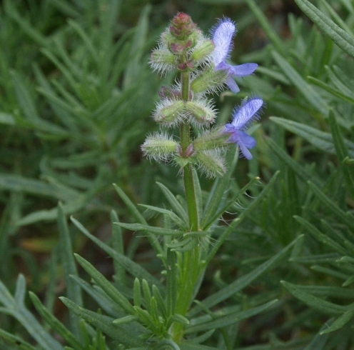 Salvia jurisicii