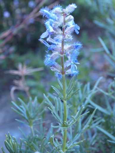 Salvia jurisicii