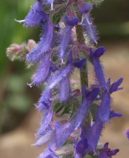 Salvia jurisicii